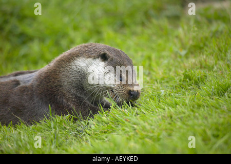 Ein erwachsener männlicher Fischotter (Lutra lutra) Essen ein Fisch auf grasigen Ufer in Sussex, England Stockfoto