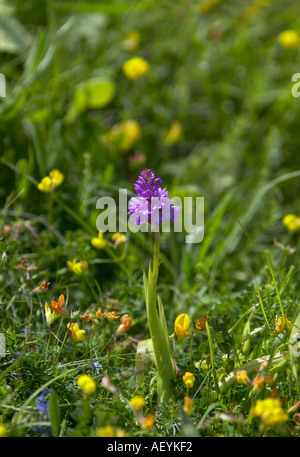 (Anacamptis pyramidalis) auf Chalk downland in Südengland. Stockfoto