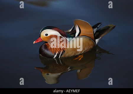 Wilde männliche Mandarin Ente auf dem Wasser mit Reflexion River Thames Henley on Thames UK Stockfoto