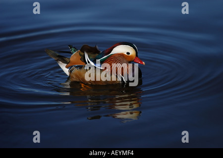 Wilde männliche Mandarinente auf Wasser Fluss Themse Henley on Thames UK Stockfoto