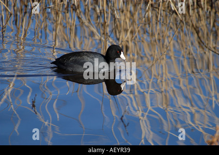 Amerikanisches Blässhuhn schwimmen Bosque New Mexico USA Stockfoto