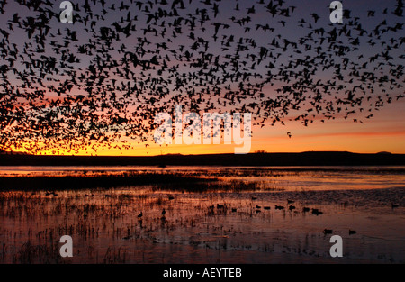 Schneegänse in der Morgendämmerung Bosque New Mexico USA ausziehen Stockfoto