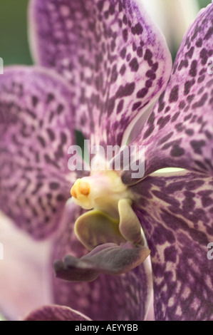 Lila Lavendel Vanda Orchidee Kuala Lumpur Malaysia South East Asia Stockfoto