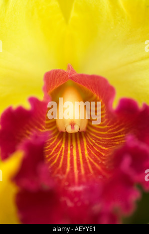Nahaufnahme von Orchid Kuala Lumpur Malaysia Stockfoto