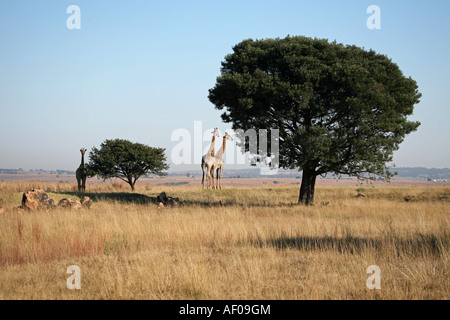 Giraffen-Familie Stand mit Blick auf die Hügel. Stockfoto