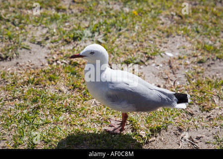 Rot in Rechnung gestellt Möwe oder Makrele Gull Larus Novaehollandiae Scopulinus eine stehend auf ländliche Wiese Aupori Halbinsel New Zealand Stockfoto