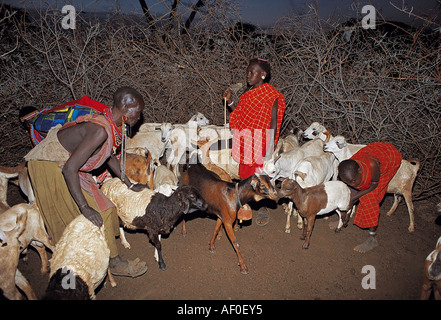 Samburu Hirte mit Ziegen in einem Kugelschreiber, Kenia Stamm. Stockfoto