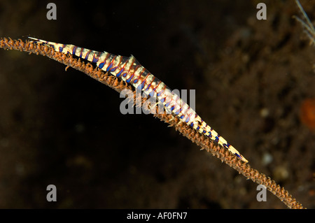 Sah Sie Klinge Garnelen, Tozeuma Armatum, auf eine Draht-Koralle, Bali Indonesien. Stockfoto