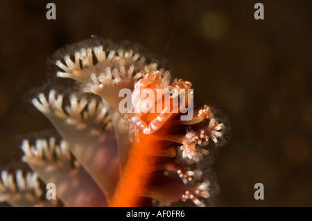 Porzellan-Krabbe, Porcellanella Triloba, Leben auf einem Meer-Stift, Bali Indonesien. Stockfoto