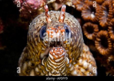 Dragon Moray Enchelycore Pardalis. Kritimati Insel Kribati Stockfoto