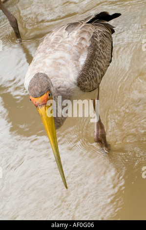 Gelb in Rechnung gestellt Lager Mycteria Ibis auf der Suche nach Fisch bei Kuala Lumpur Bird Park Malaysia South East Asia Stockfoto