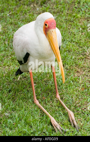 Gelb in Rechnung gestellt milchig Storch Mycteria Ibis ruht auf dem Rasen Kuala Lumpur Bird Park Malaysia South East Asia Stockfoto