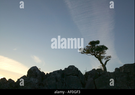 ein einsamer Baum wächst aus einem Riss auf Kalkstein Pflaster auf Leck fiel Yorkshire Dales UK Stockfoto