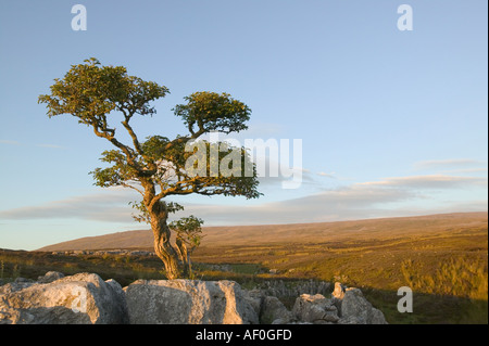 Einsamer Baum wächst aus einem Riss auf Kalkstein Pflaster auf Leck fiel Yorkshire Dales UK Stockfoto