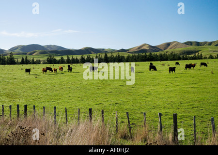 Kühe und Ackerland in der Nähe von Martinborough Wairarapa Nordinsel Neuseeland Stockfoto