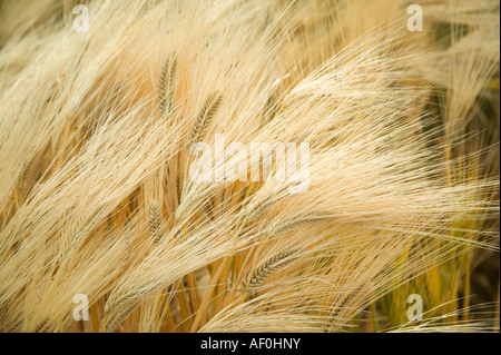 Reife vier Zeile Gerste wächst im Feld, Oregon Stockfoto