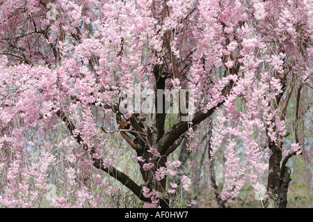 Kirschbaum Stockfoto