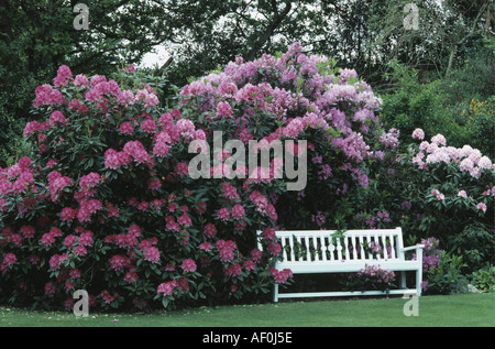 Große weiße Gartenbank mit massierten rosa Rhododendron Stockfoto