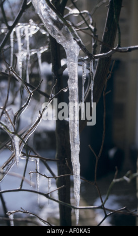 Eiszapfen hängen von Zweig Stockfoto