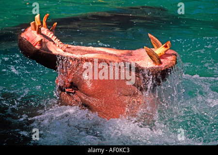 Nilpferd mit offenem Mund Stockfoto