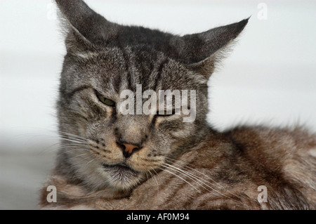 Katze Stockfoto