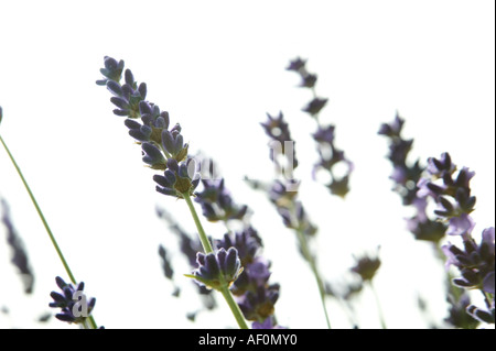 Sommer-Garten-Detail im Querformat einschließlich lila Heidekraut Blumen Stockfoto