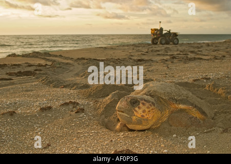 Unechten Karettschildkröte (Caretta Caretta) bei Sonnenaufgang nach Verschachtelung Stockfoto