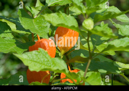 Chinesische Laterne - Physalis alkekengi Stockfoto
