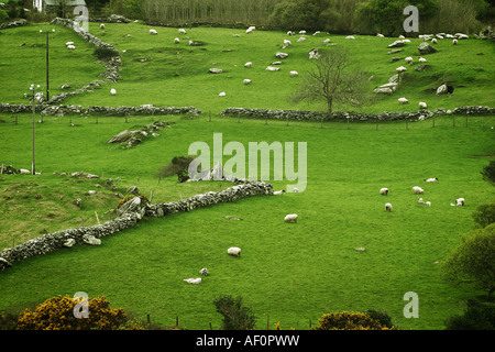 Schafe auf Ackerland Ring of Kerry, County Kerry, Irland Stockfoto