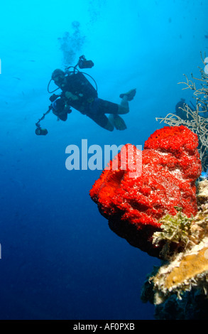 Erdbeere Vase Schwamm auf Wand mit Taucher und Wasserfläche im Hintergrund Belize Stockfoto