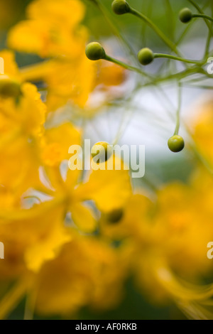Orchidee auf dem Gelände der Palau Pacific Resort Palau Föderierte Staaten von Mikronesien Stockfoto