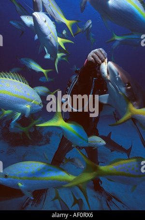 Scuba Diver Fütterung Hai Grand Bahama Island Bahamas-Inseln Stockfoto