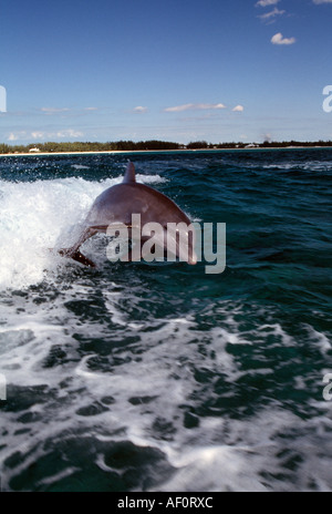 Delphin springen im Boot aufwachen Freeport Grand Bahama Island Bahamas-Inseln Stockfoto