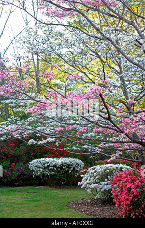 Rosa und weiße Hartriegel und roten rosa und weißen Azaleen im Süden Stockfoto