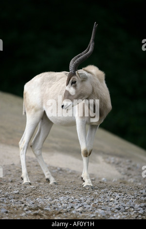 Addax-Antilopen - Addax nasomaculatus Stockfoto