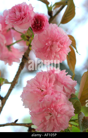 Kwanzan blühende Kirsche Baum Prunus serrulata Stockfoto