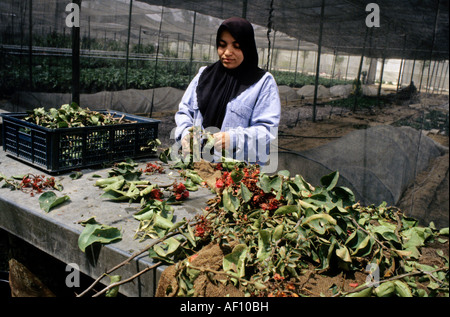 Ägyptische Frauen in einer Blume Fabrik arbeiten Stockfoto