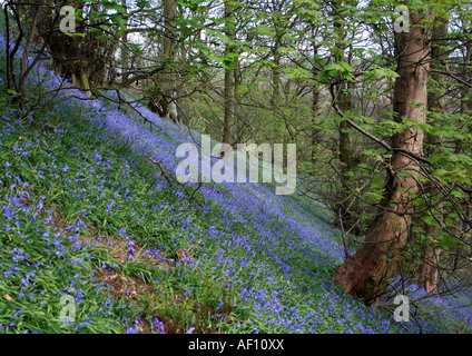 Bluebell Holz Stockfoto