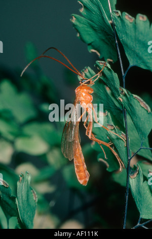 Rote Wespe Ichneumon oder Ichneumon fliegen, Ophion luteus Stockfoto