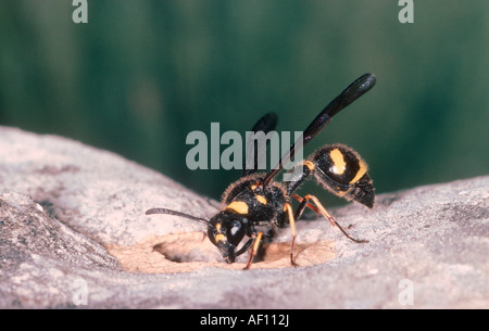 Gesundheit Potter Wasp, Eumenes coarctatus. Er macht sein Nest mit Schlamm Stockfoto