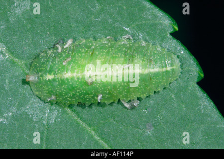 Schwebfliege, Familie Syrphidae. Larve auf Blatt Stockfoto