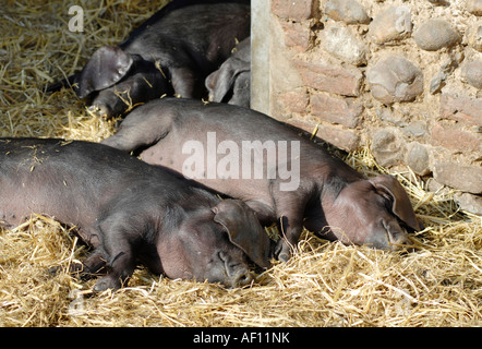 Norfolk schwarze Schweine schlafen im Sonnenschein UK Stockfoto