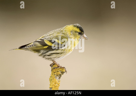 Eurasische Zeisig - stehend auf Zweig / Zuchtjahr Spinus Stockfoto