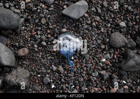 Portugiesischer Mann o Krieg angeschwemmt auf Wainapanapa Black Sand Beach auf Maui, Hawaii. Stockfoto