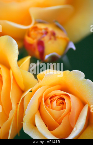 Gelbe Rosen in Point Defiance stieg Garten Tacoma Washington Stockfoto