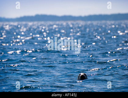 Eine Baltische Grey Seal HALICHOERUS GRYPUS BALTICUS steckt seinen Kopf aus dem Wasser in den Schären von Stockholm, Schweden. Stockfoto