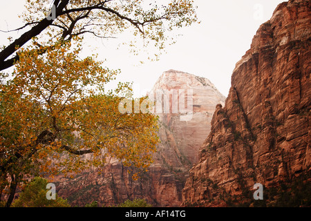 Fall Leaves Zion National Park, Utah Stockfoto