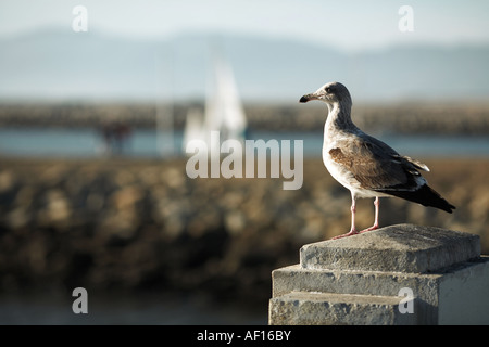 Möwe am Pier Post mit Blick auf Hafen in Marina del Rey, Los Angeles County, Kalifornien, USA Stockfoto