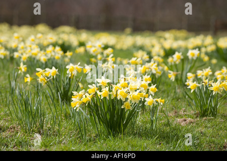 Eine Frühlingswiese mit wilden Narzissen (Narcissus pseudonarcissus) nördlich von Dymock Wood, Gloucestershire, Vereinigtes Königreich Stockfoto