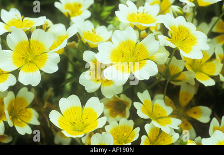 Cluster von gelben und weißen Flowerheads winterhart jährliche Grenze oder Einfassung Pflanze Pochierter Ei Blume oder Limnanthes douglasii Stockfoto